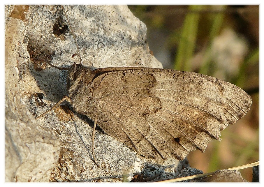 Lepidotteri dal Gargano....